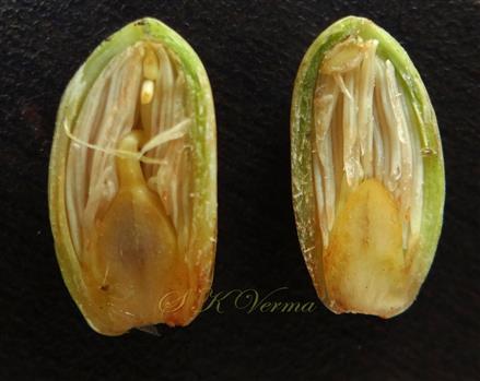  Male flower V.S. (Ovary lacking ovule)